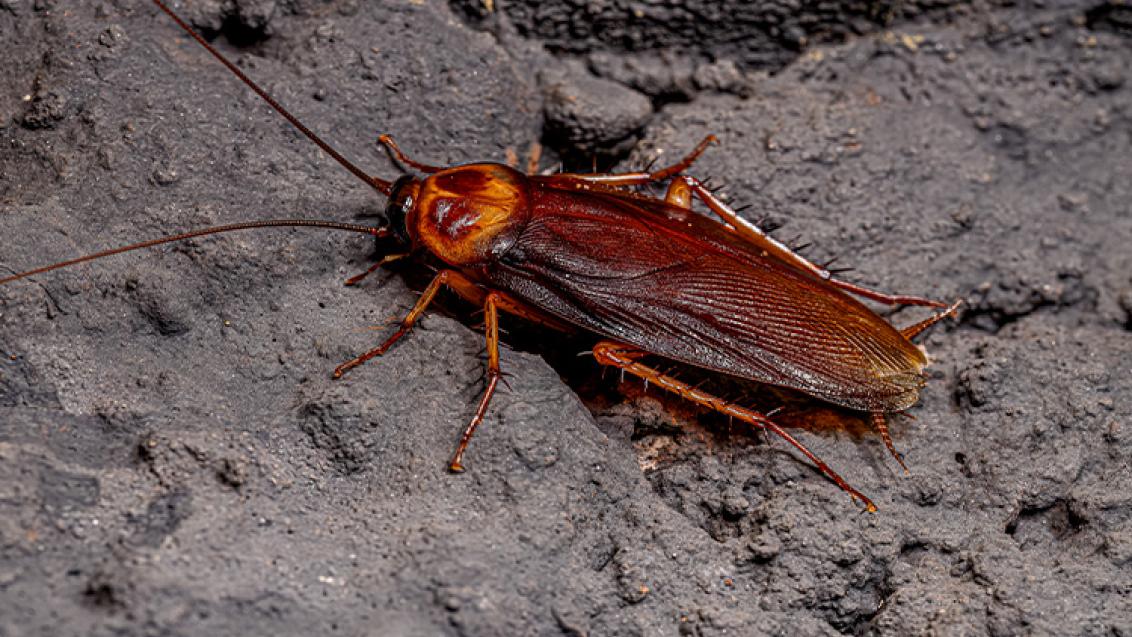 Como Cuidar da Sua Casa Contra as Baratas e Evitar Infestações Silenciosas
